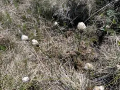 short-anther cottongrass thumbnail 3