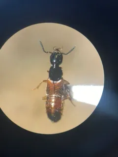 Belonuchus rufipennis thumbnail 1