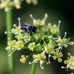 Punctate Masked Bee thumbnail 4