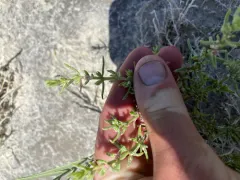 Boraxweed thumbnail 3
