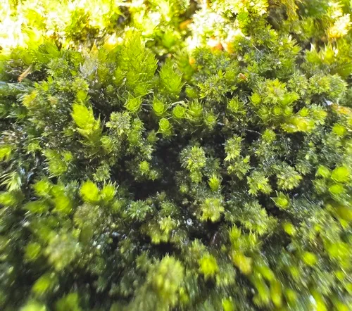 Flat-brocade Moss