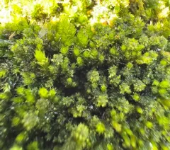 Flat-brocade Moss thumbnail 1