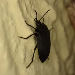 Velvety bark beetle thumbnail 4