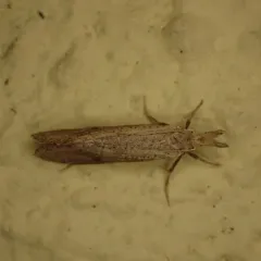 Long-horned Grass Tubeworm Moth thumbnail 2