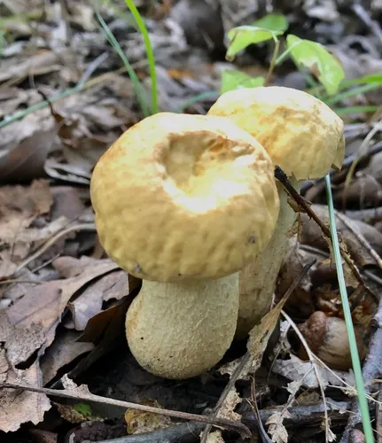 wrinkled bolete
