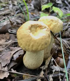 wrinkled bolete thumbnail 1