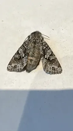 Glaucous Shears Moth thumbnail 1