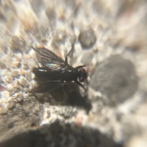 Smoky-winged Woodlouse Fly