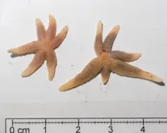 Odd-rayed Star thumbnail 2