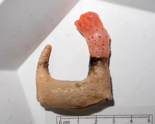 Arctic Armored Cucumber