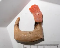 Arctic Armored Cucumber thumbnail 1
