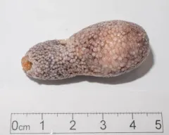 Barth's Sea Cucumber thumbnail 3