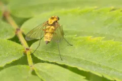 Chrysopilus testaceipes thumbnail 3