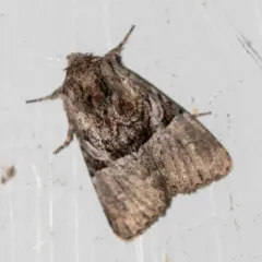 Multicolored Sedgeminer Moth thumbnail 4