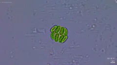 Comasiella arcuata thumbnail 4