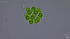 Sphaerocystis schroeteri thumbnail 1