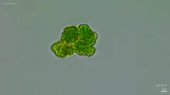 Botryococcus braunii thumbnail 4