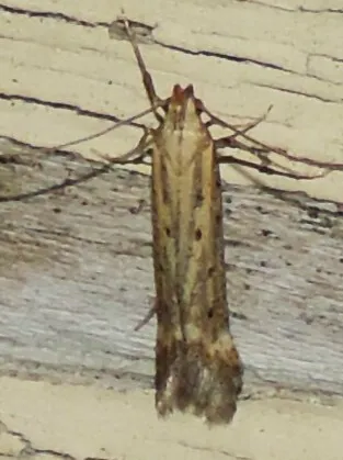 Metzneria paucipunctella