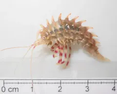 Paramphithoe hystrix thumbnail 4