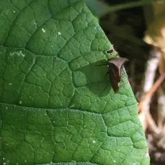 Two-horned Treehopper thumbnail 3