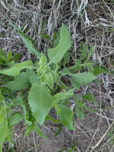 Camphorweed