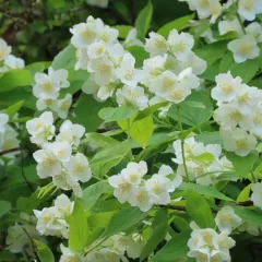 Sweet Mock Orange thumbnail 4