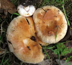 Woolly Milkcap thumbnail 2
