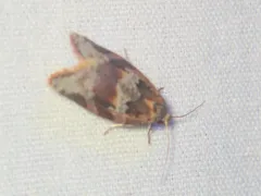 Argyrotaenia repertana thumbnail 3
