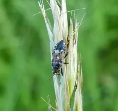 Phlegyas abbreviatus thumbnail 4