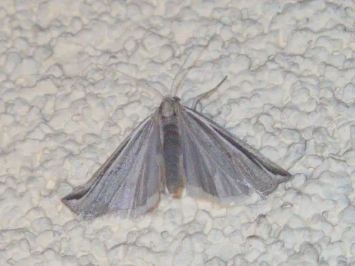 Thaumatopsis fernaldella