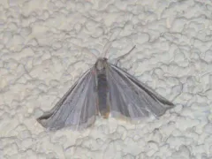 Thaumatopsis fernaldella thumbnail 1