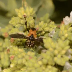 Swift Feather-legged Fly thumbnail 4