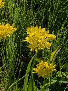 Yellow onion thumbnail 4