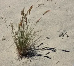 Largeflower Dune Bluegrass thumbnail 4