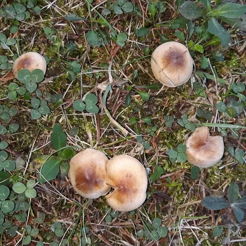 Slender Pholiota