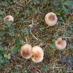 Slender Pholiota thumbnail 1