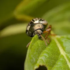 Dogwood Leaf Beetle thumbnail 4
