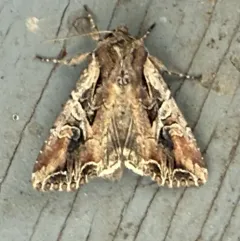 Atlantic Arches Moth thumbnail 4