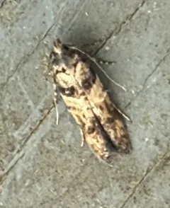 Sweet Clover Root Borer Moth thumbnail 4