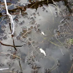 Siberian water-milfoil thumbnail 2