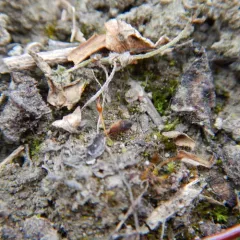 Short-beaked Screw Moss thumbnail 2