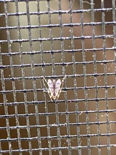 Zavreliella marmorata thumbnail 3