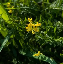 meadow pea thumbnail 2