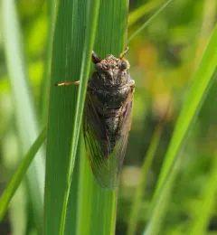 Prairie Cicada thumbnail 3