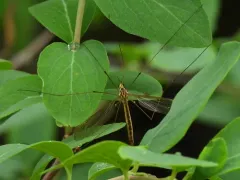Nephrotoma occipitalis thumbnail 4