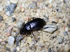 Harpalus lewisii thumbnail 3
