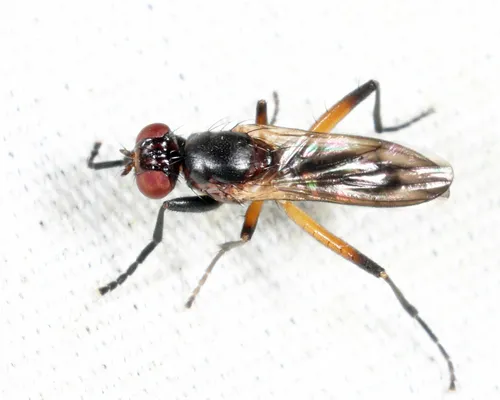 Sciomyza varia