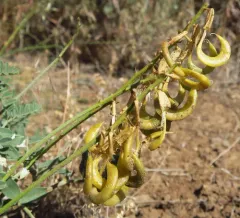 curvepod milkvetch thumbnail 4