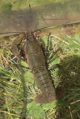 Rock Crayfish