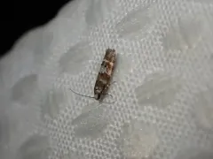 Pine Needleminer Moth thumbnail 4